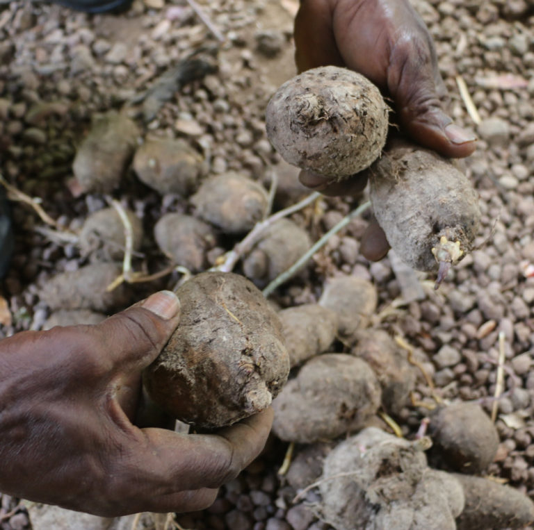 Yam Varieties in Grenada Farming in Grenada
