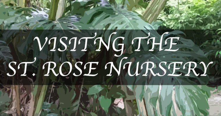 The Beautiful St. Rose Nursery in La Mode