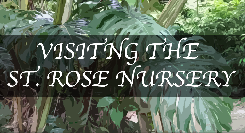 The Beautiful St. Rose Nursery in La Mode